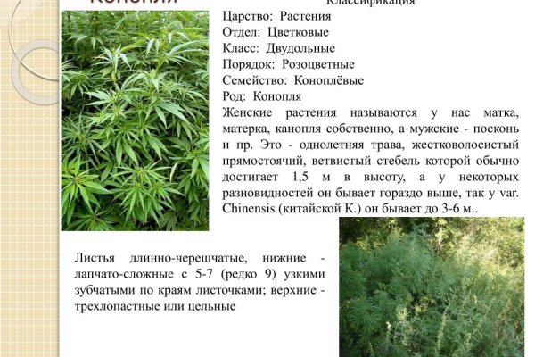 Black sprut официальный 1blacksprut me